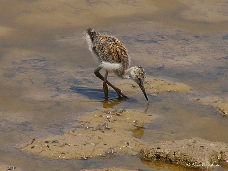 Polluelo