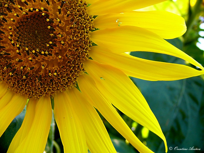 Entre verde y amarillo