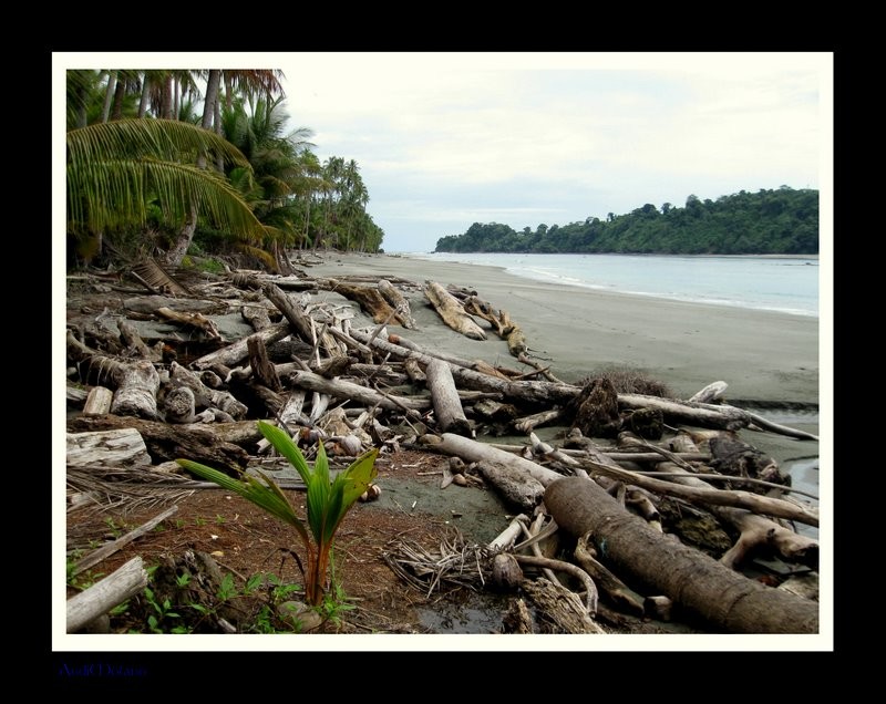 Playa Palmera