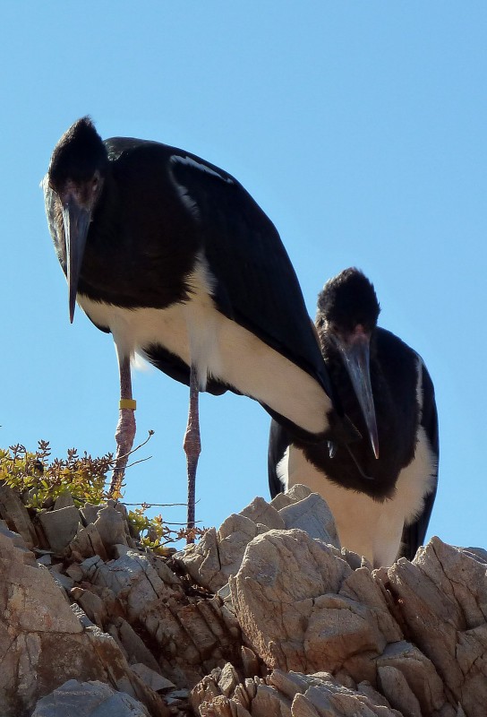 Pajaro en P. 08