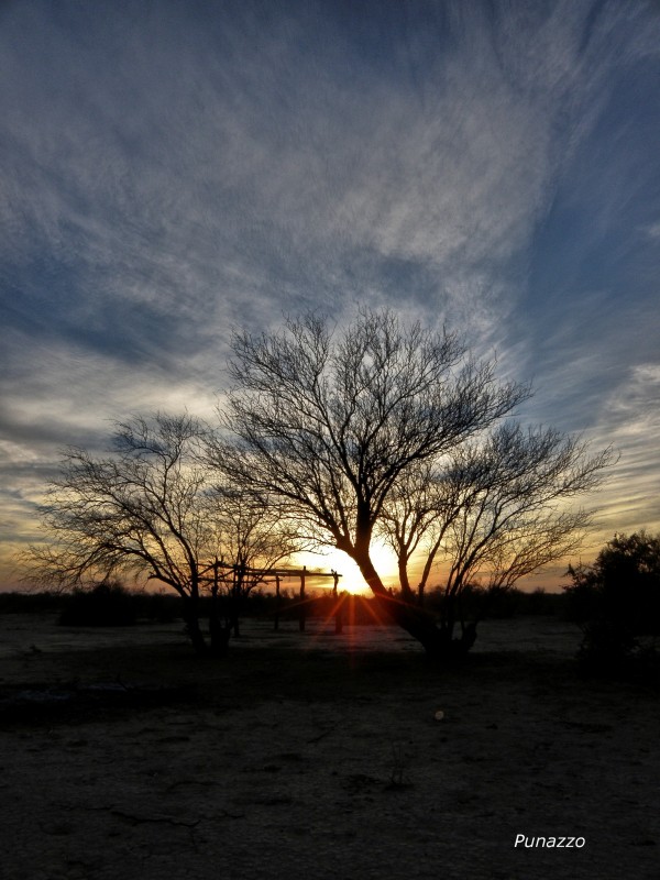 Algarrobo Arbol Noble y Sincero