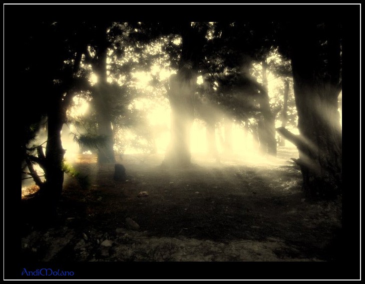 Bosque de Quiba II...