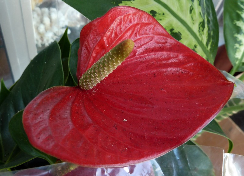 Flor con pinganillo