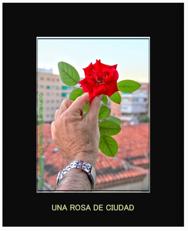 Una Rosa de Ciudad