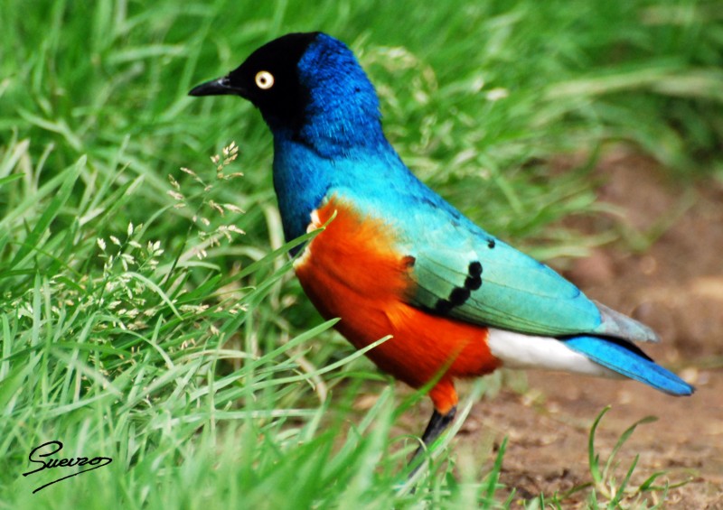 colorines