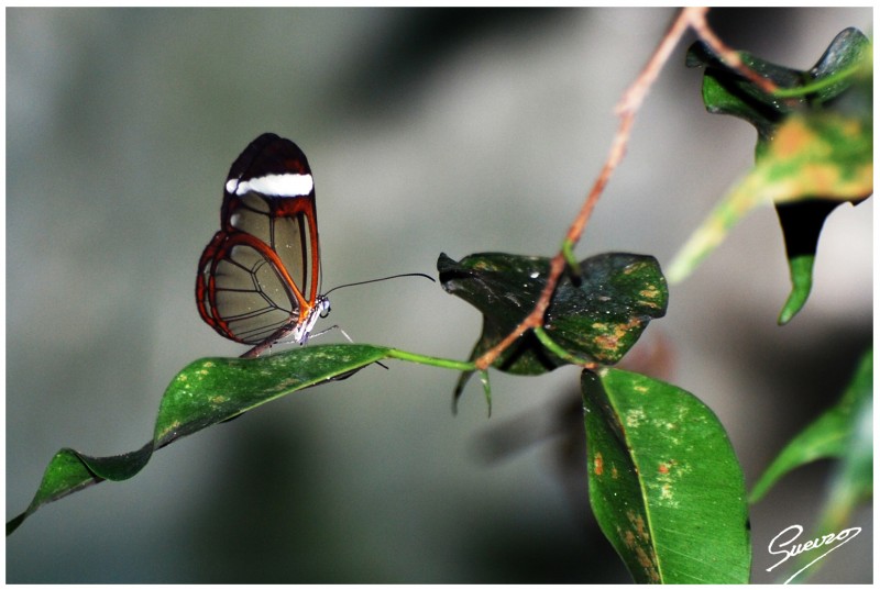 fragil y transparente