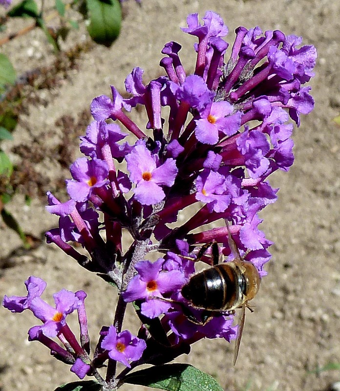 Flor con bicho 31