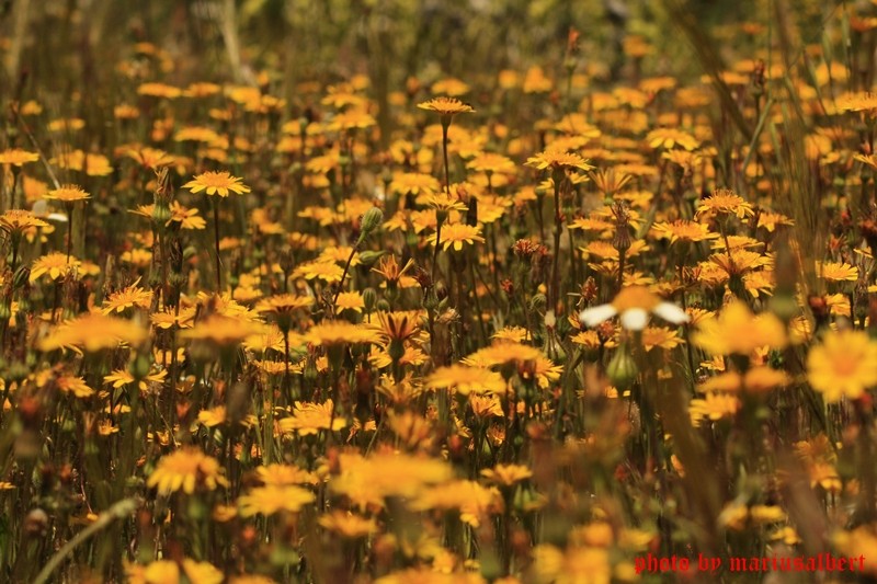 campo de flores