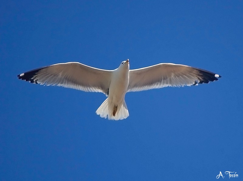 Gaviota97