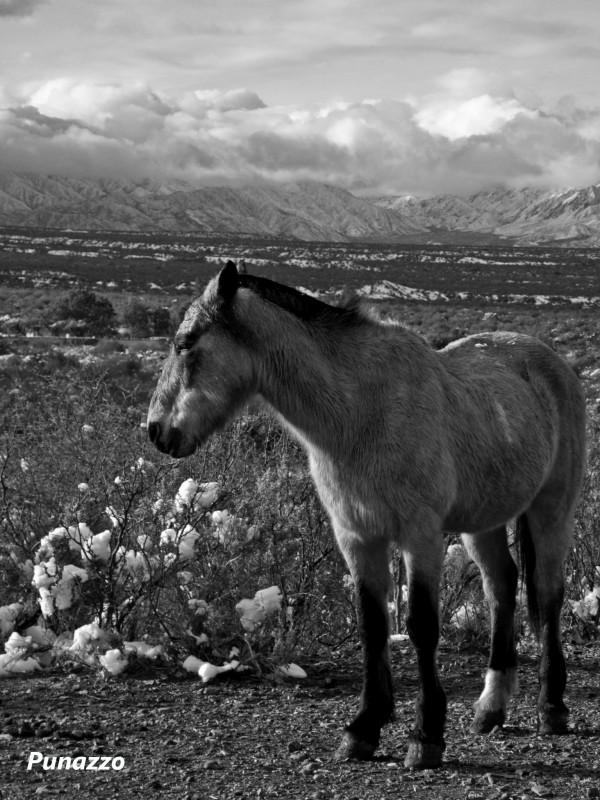 El caballo del Apocalipsis