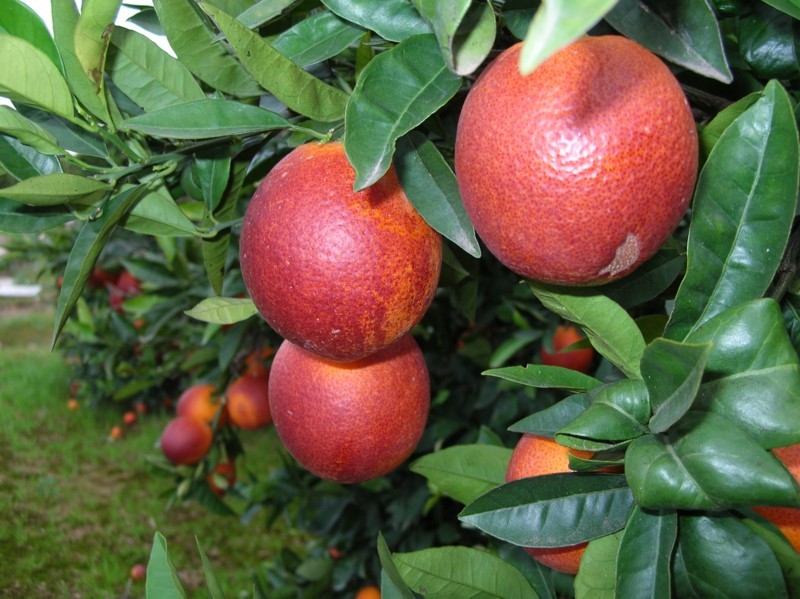 SANGUINELLI O NARANJAS DE SANGRE