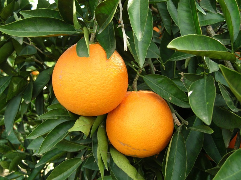 LA NARANJA VALENCIANA LA MEJOR DEL MUNDO