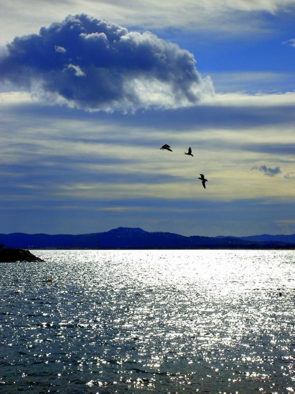 GAVIOTAS....VOLADORAS