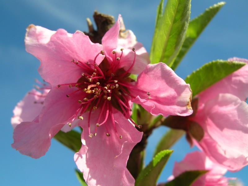 DE ESA BONITA FLOR SALDRA UN MELOCOTON