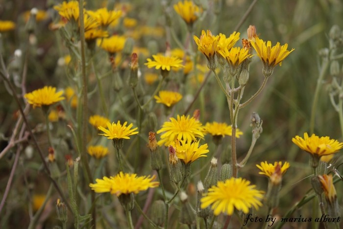 campo de flores