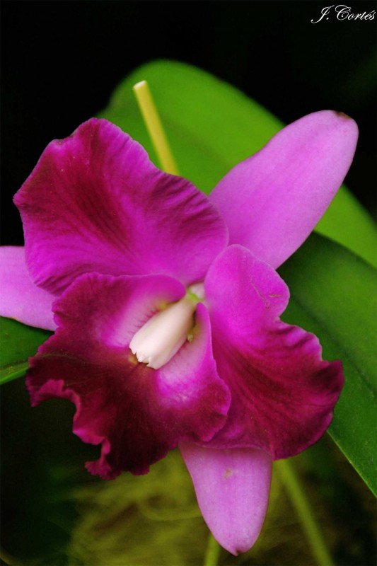 Orquidea