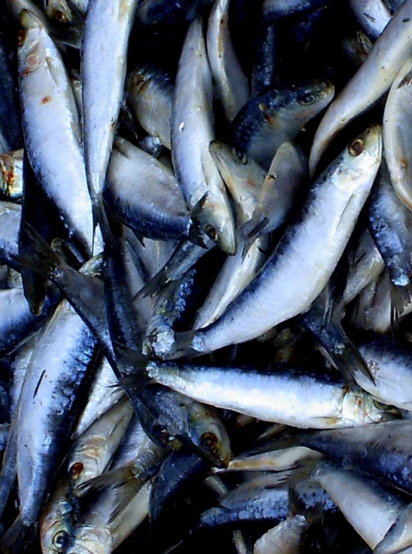 SARDINAS......FRESCAS