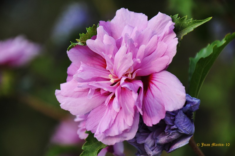 HIBISCO FUCSIA