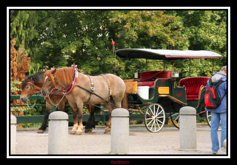 Apetece un paseo en coche de caballos de poca?