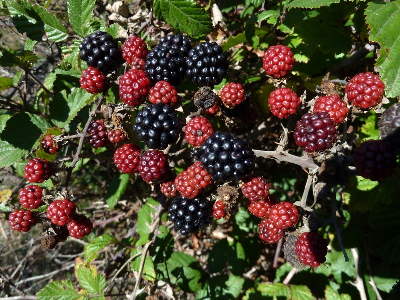 moras