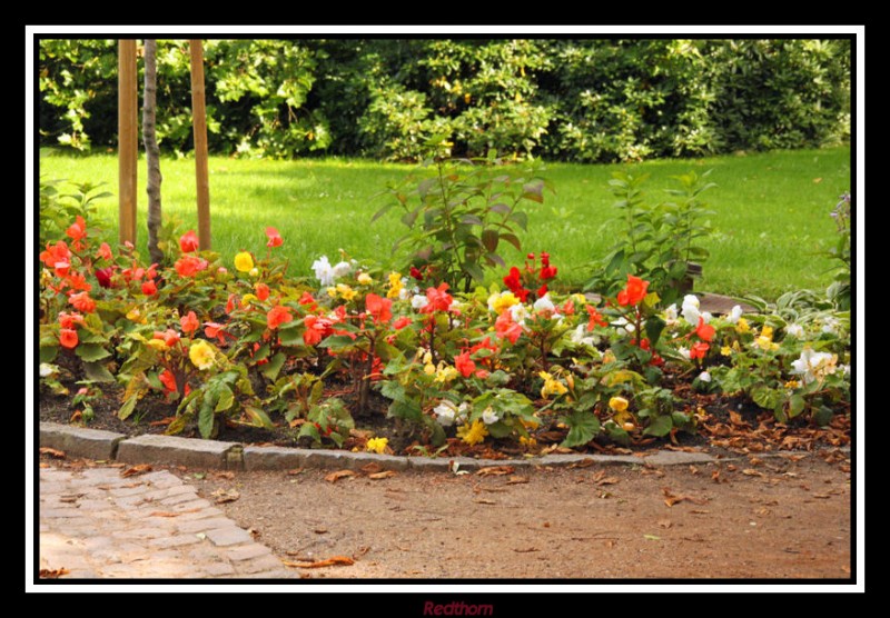 El otoo se acerca pero las flores siguen ofreciendo su brillante colorido