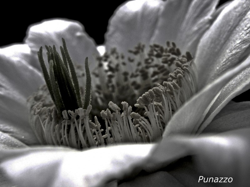 echinopsis chiloensis