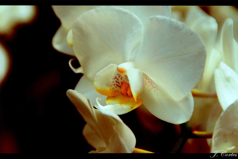 Orquidea de algodn