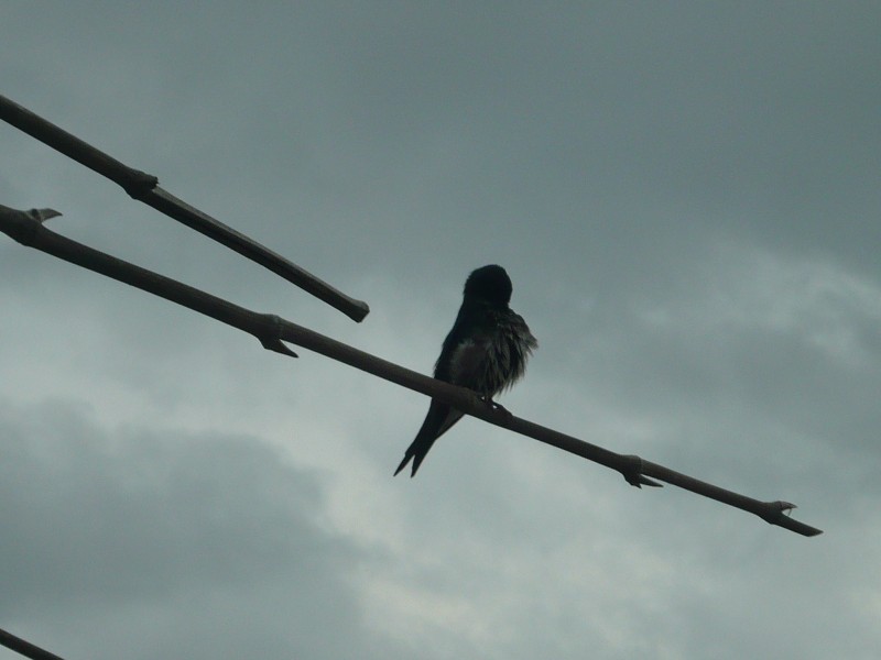 Equilibrio