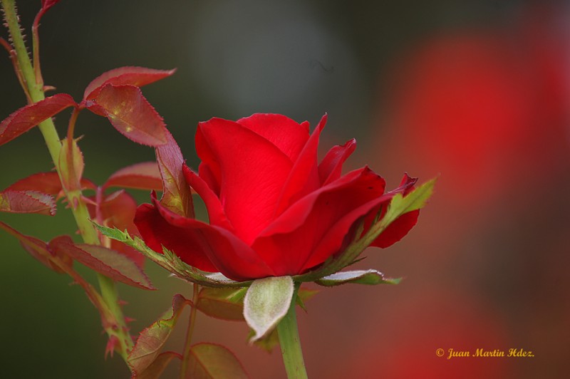 ROJO SANGRE II