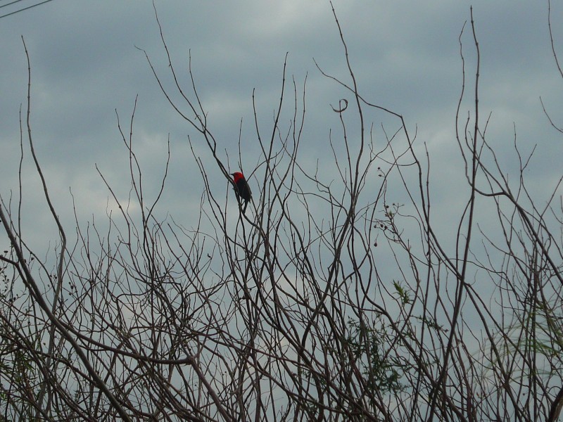 Pico Rojo