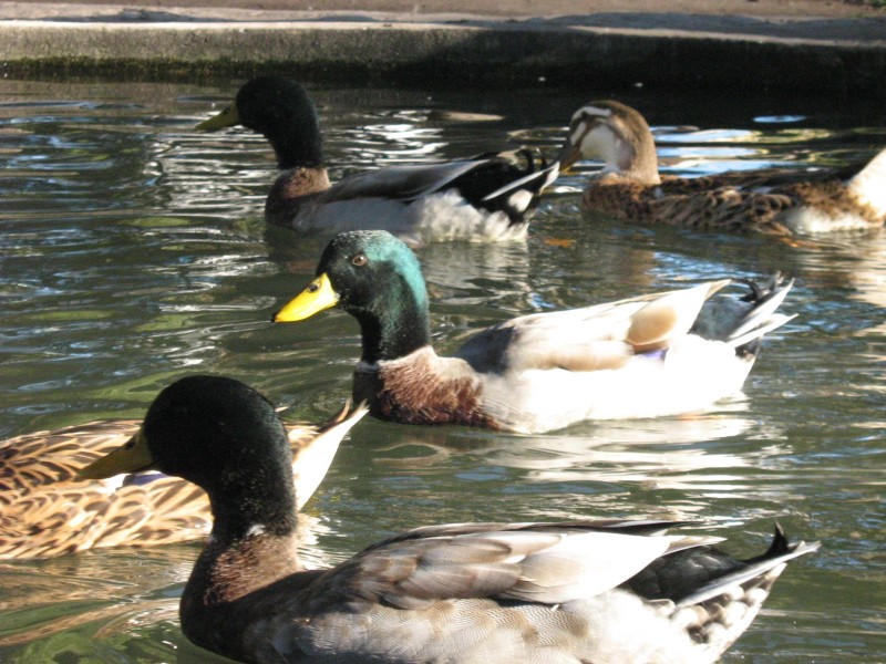 Patitos en el agua