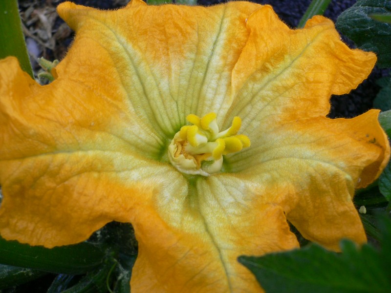 Flor del Calabacn