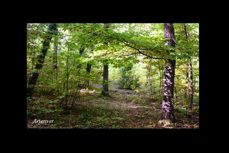 bosque de castaos