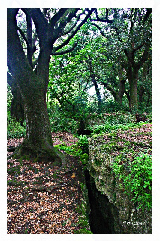bosque de las hadas