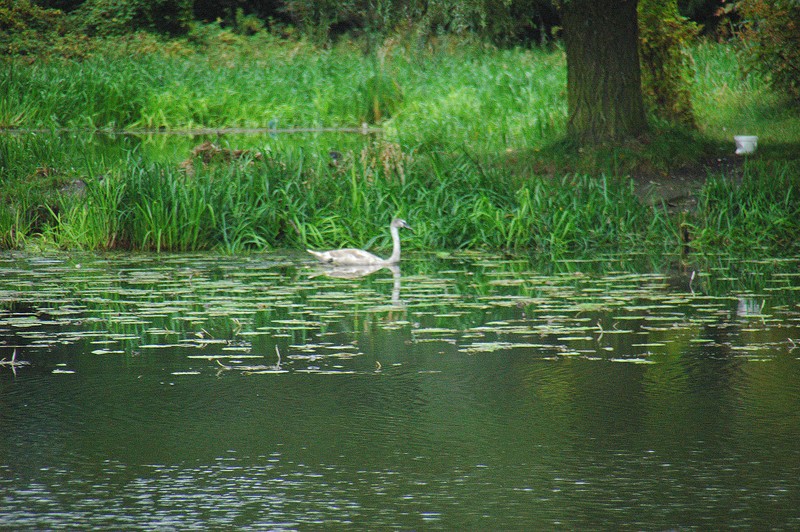 Cisne