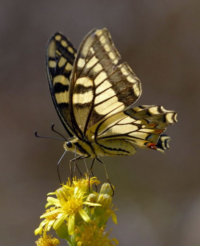 Mariposa