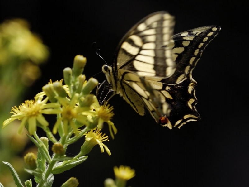 Mariposa