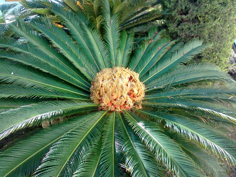 Palmera en flor