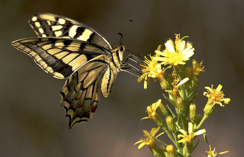 MARIPOSA