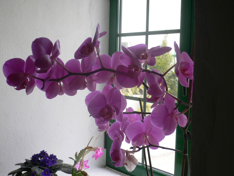 Orquidea y violeta