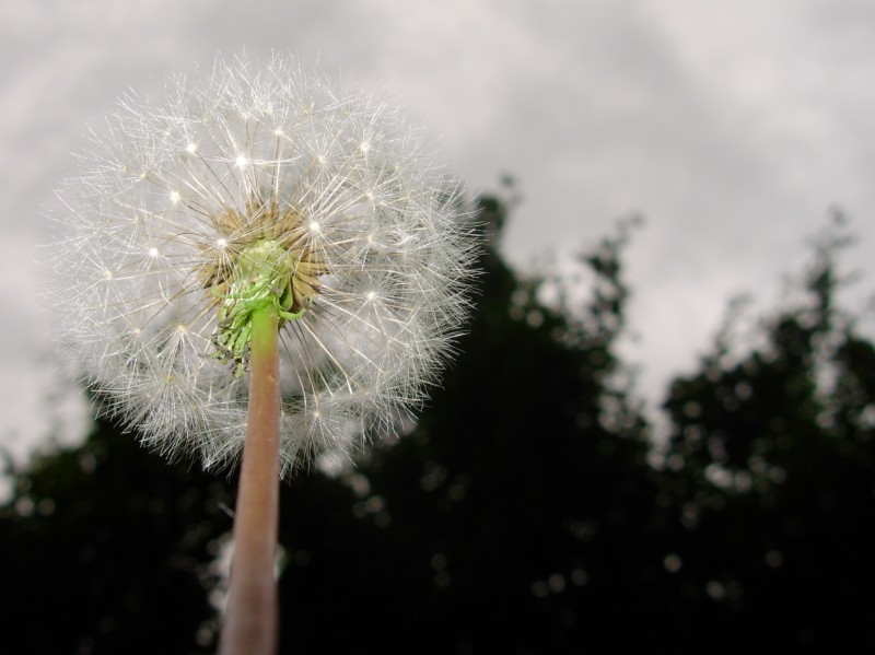 Del Suelo al Cielo