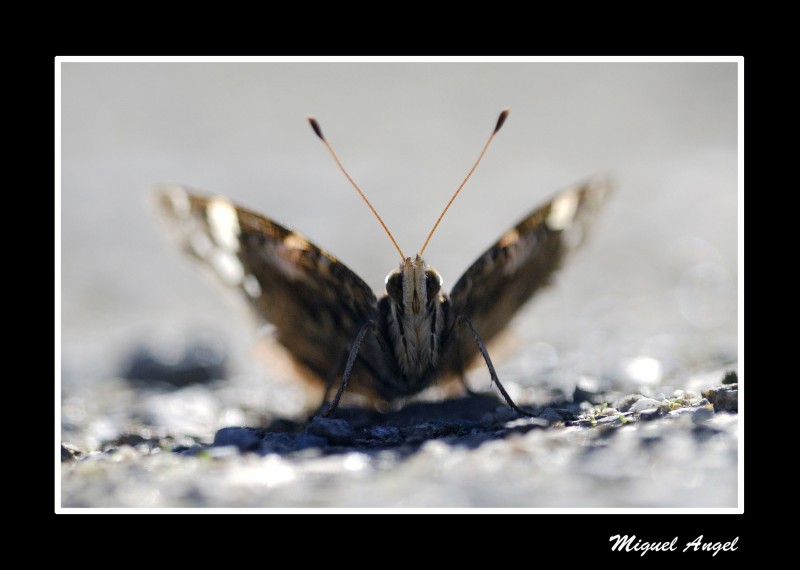 ojos saltones