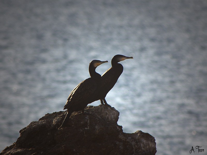 Cormoranes