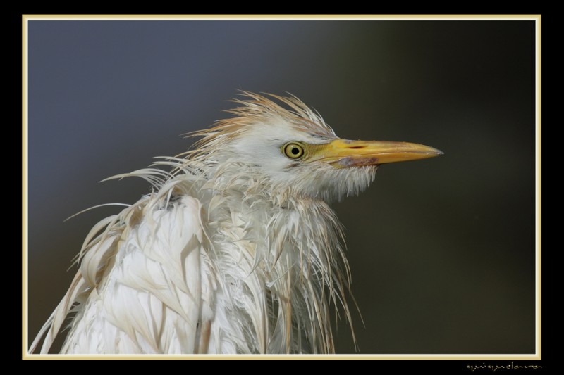 Bubulcus Ibis