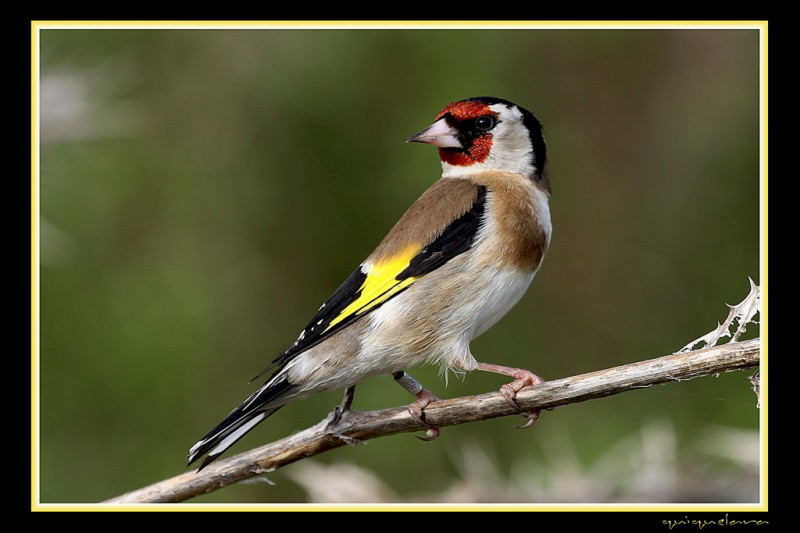 Carduelis carduelis