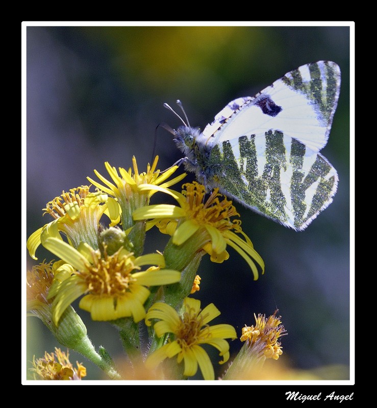 MARIPOSA