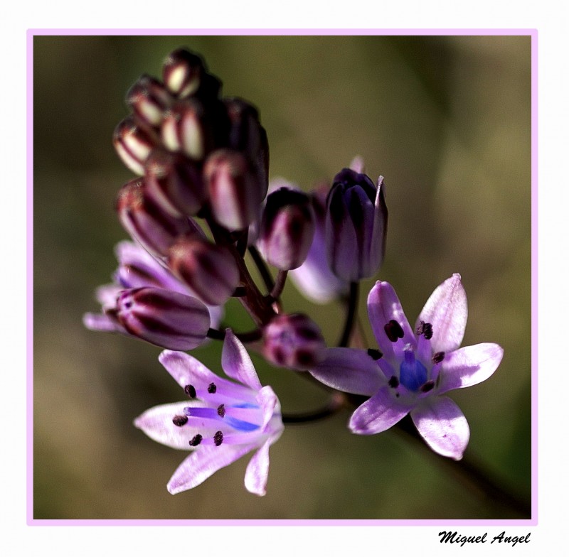 flores