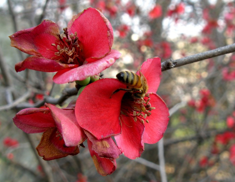 CADA FLOR MARCHITA