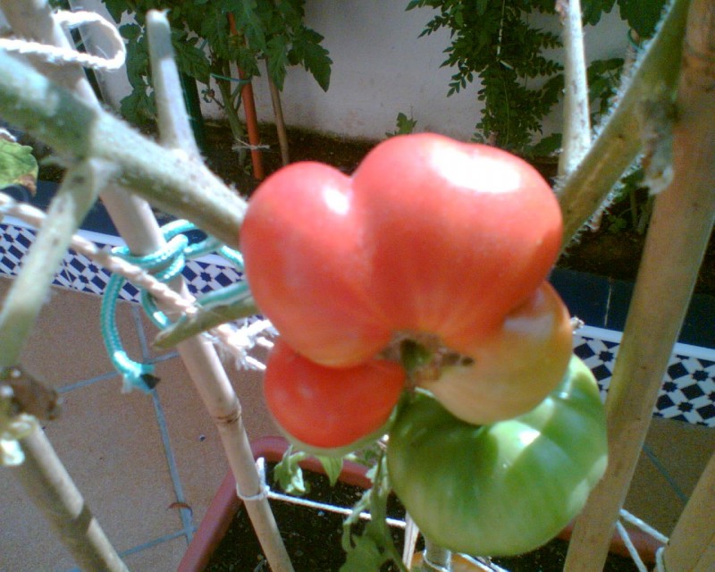 tomates-grandes