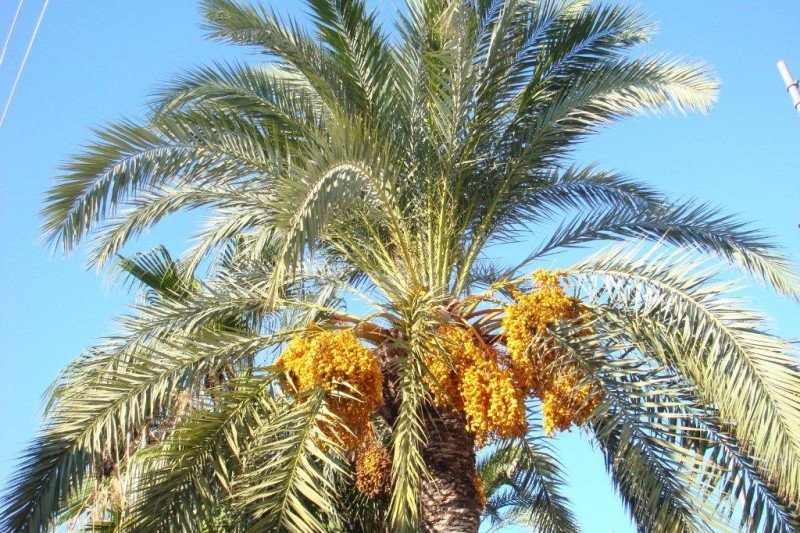 Palmera con dtiles